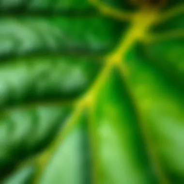 Detailed Texture of Fiddle Leaf Fig Leaves Close-up of fiddle leaf fig leaves showcasing their texture
