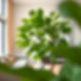 Lush fiddle leaf fig tree in a modern living room