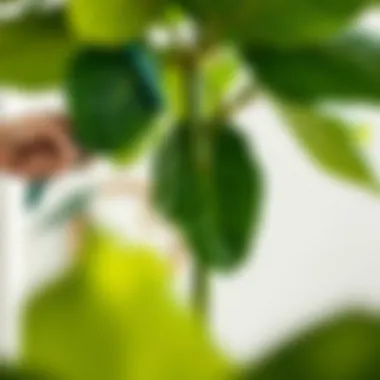 Proper Care Techniques for Fiddle Leaf Fig Healthy fiddle leaf fig tree being watered