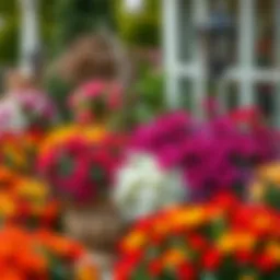 A stunning arrangement of large outdoor planter baskets showcasing vibrant flowers.