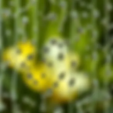 Close-up of rain drop pattern showcasing texture and design