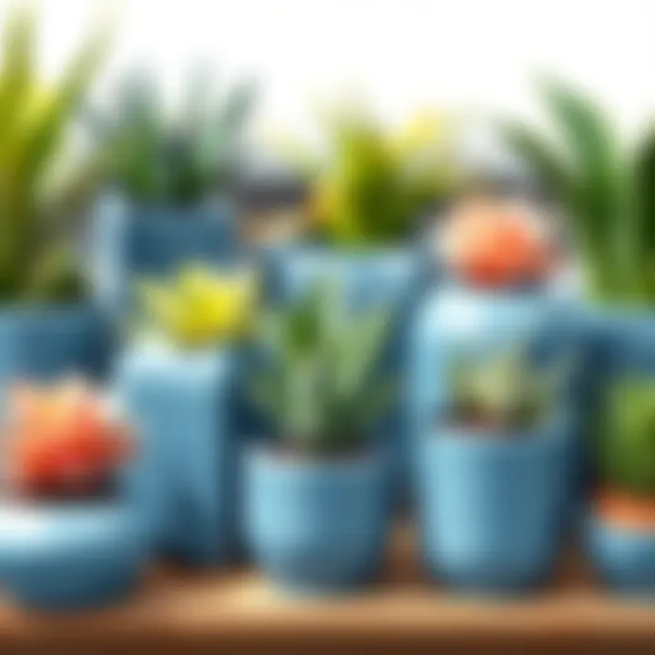 Diversity in Design: Showcasing Plants in Blue Ceramics Variety of plants in small blue ceramic planters